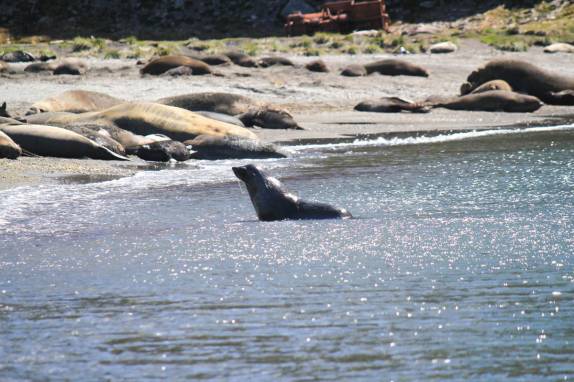 Lobo-marinho observa praia lotada de elefantes-marinho em Ocean Harbour, na Geórgia do Sul